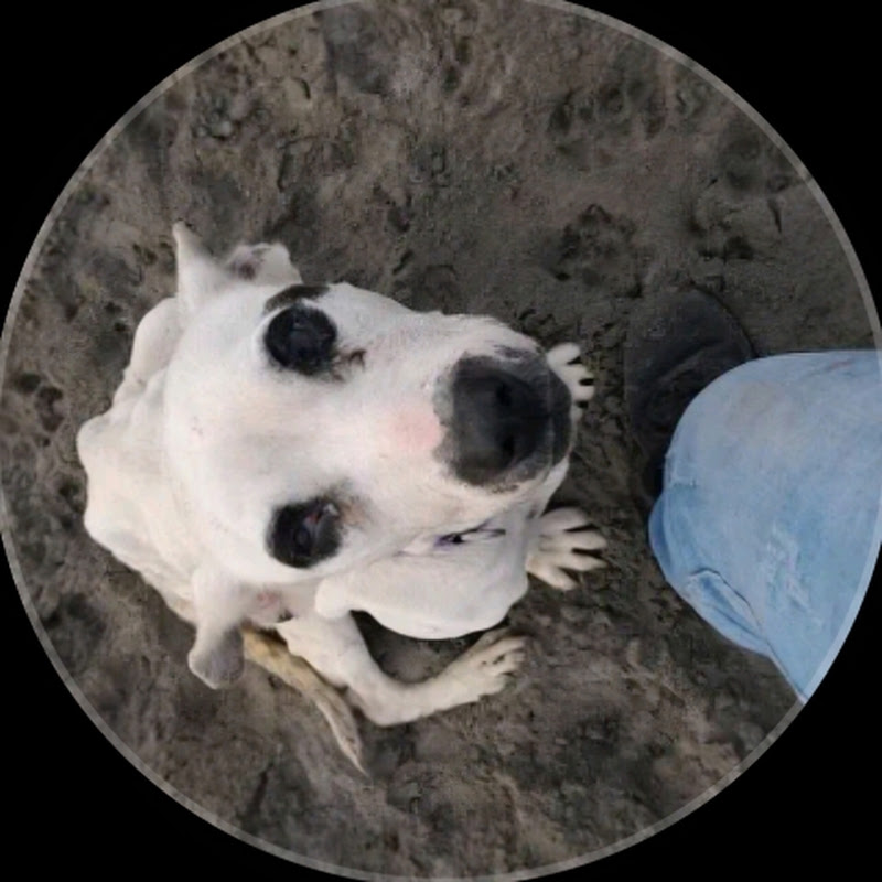 Paw Rescue Of