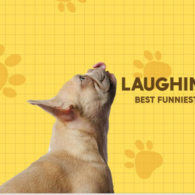 Laughing Paws HD