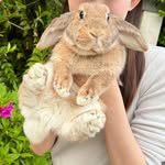 🐰くるとん(Crouton)