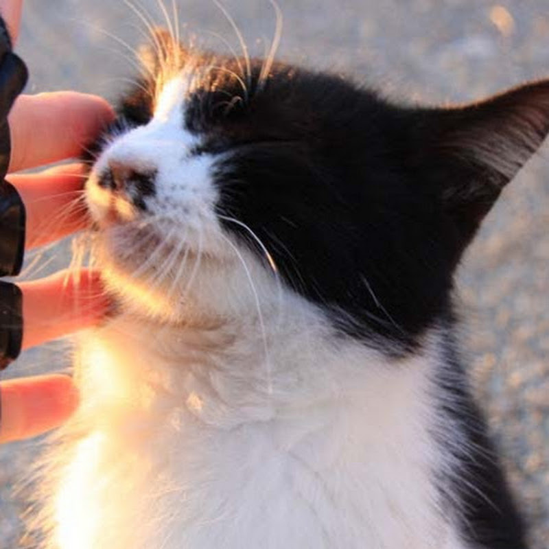 newell kenji野良猫チャンネル