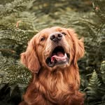 𝗕𝗥𝗨𝗡𝗢 | 𝚃𝚑𝚎 𝚐𝚘𝚕𝚍𝚎𝚗 𝚛𝚎𝚝𝚛𝚒𝚎𝚟𝚎𝚛