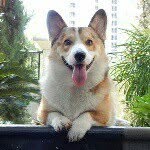 Bobby-Shiro-Carlos-Castor the corgis