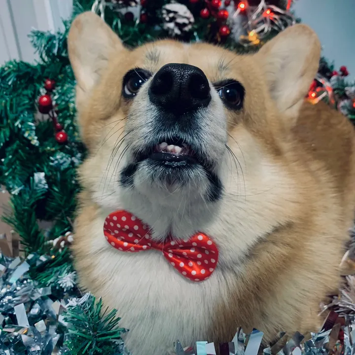 corgi_darling
