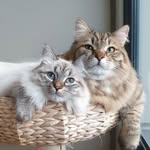 Neo & Lana | Siberiancats