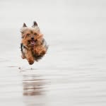 Cooper 🐶and Riley 🐶