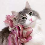 きまぐれやんちゃレディ猫 👑澪 -REI-👑