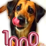 MelekL Dog