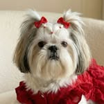 Zara Shih Tzu 🐾 | Pet Influencer
