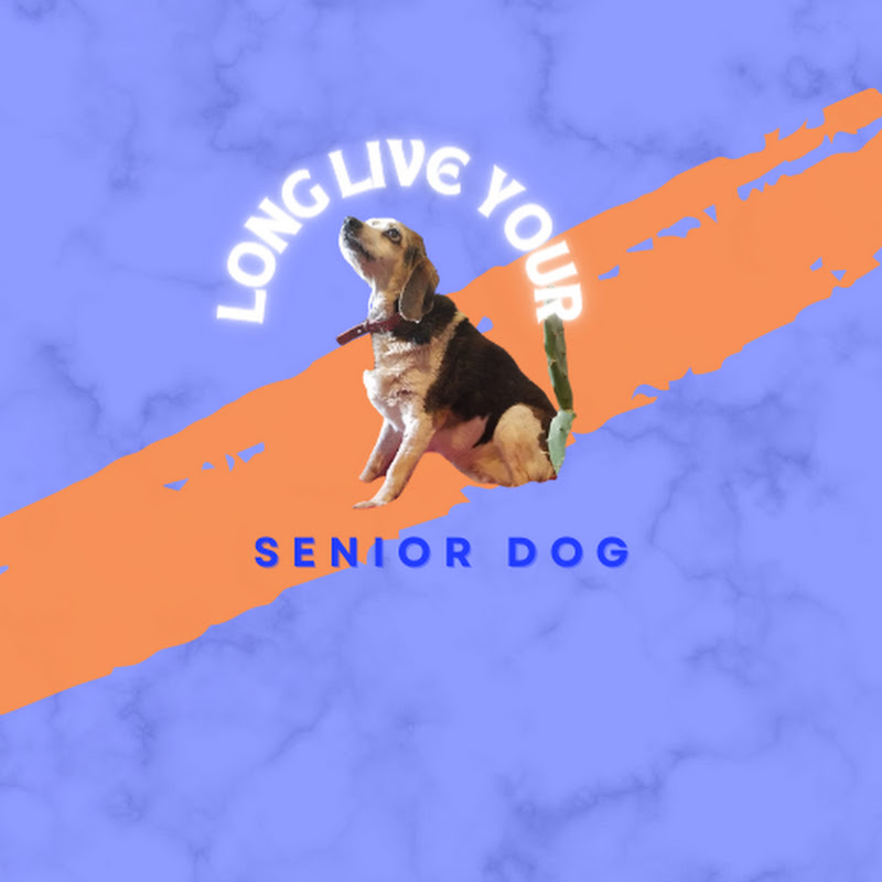 Help Your Dog Live Longer