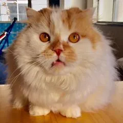 猫カフェ ルアナ