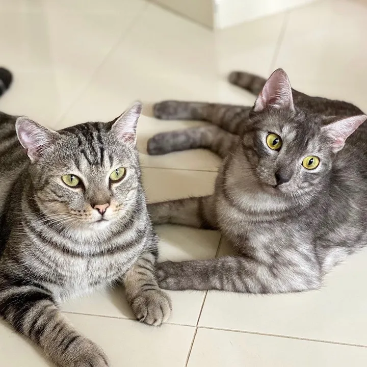 BTS Meows