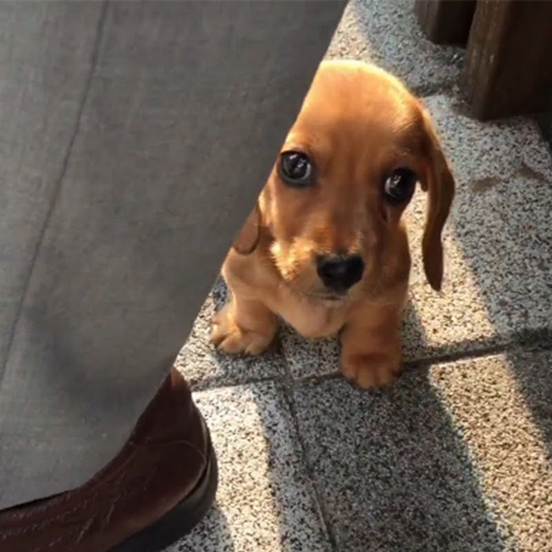 My puppy Interview