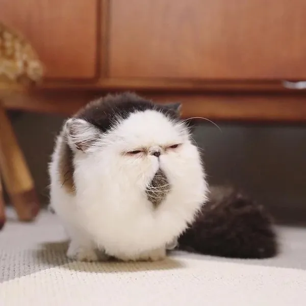 Funny Cats