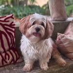 Vinnie the Explorer 🐶🌍