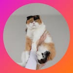Kallie | Scottish Fold