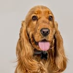 Enzo | Cocker | DogLife & Tips