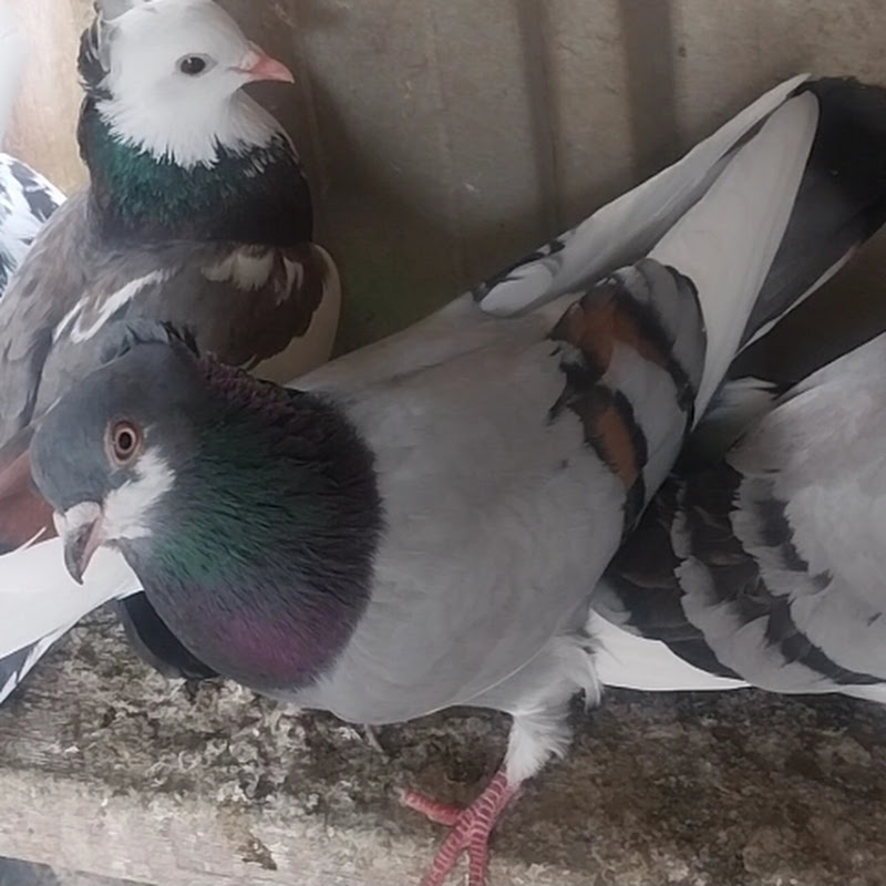 Highflyer Pigeon's Melbourne Izy