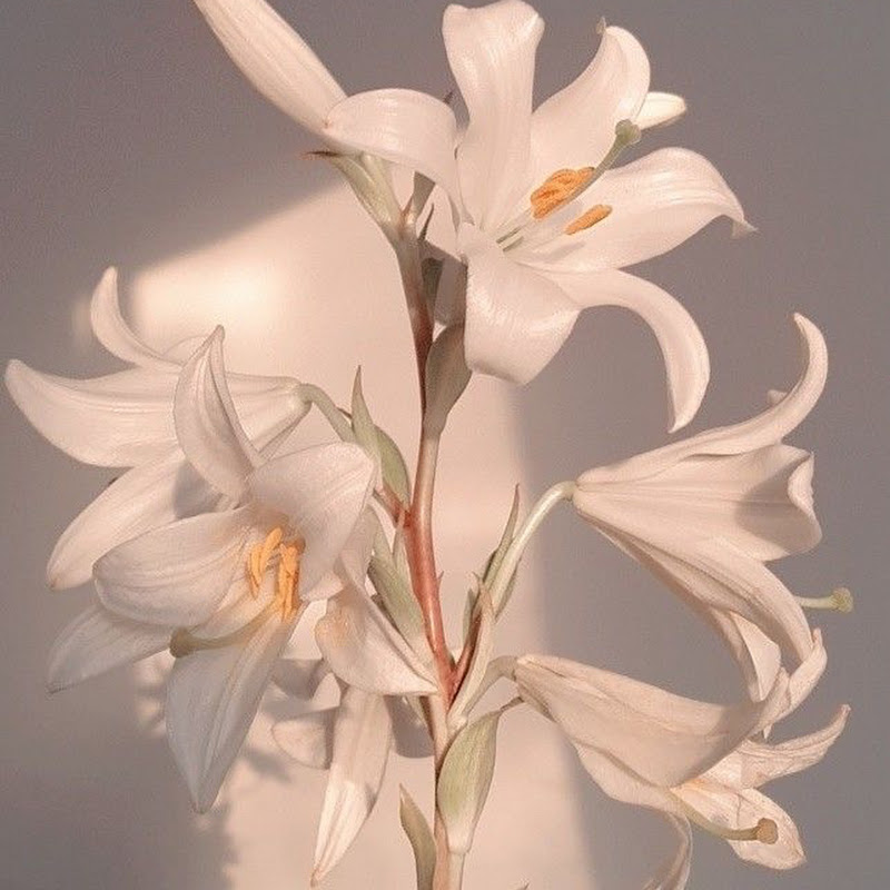 Lily sans filter 