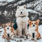 Marianne, Louie, Figo, Foss & Skog