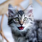 Rhea the Siberian Cat