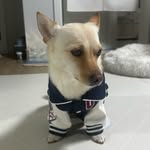 쫑이랑 누리랑🐾