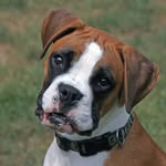 Boxer