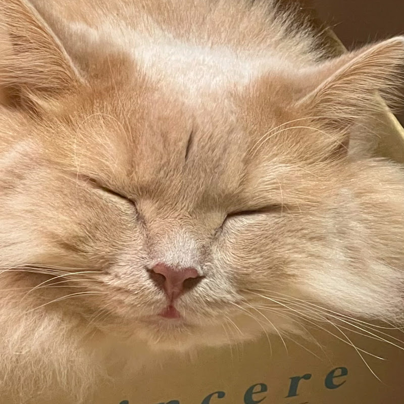 ハニキチャンネル