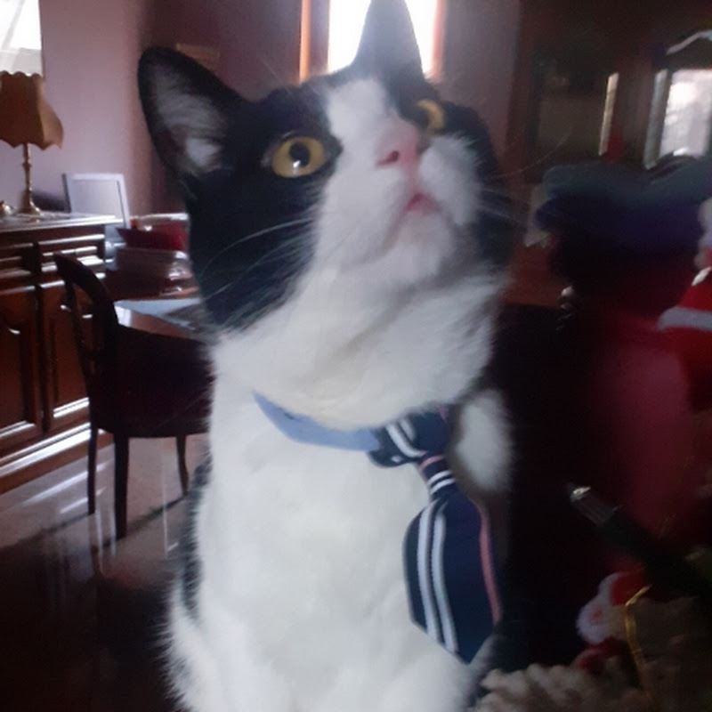 Romeo the cats and dog