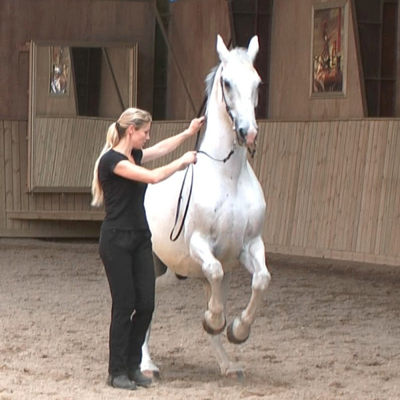 Straightness Training by Marijke de Jong