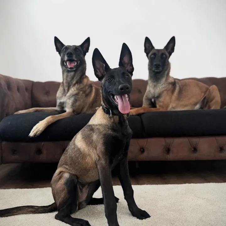 K9 Malinois Unit
