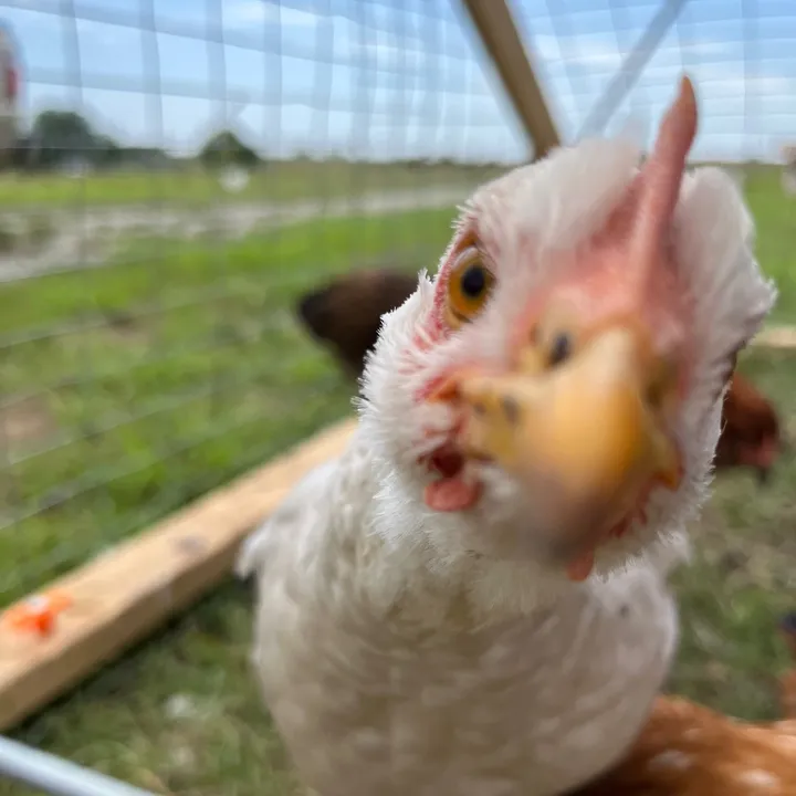 ChickenSchmidtFarms