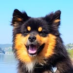 Teddy Bear the Fluffy Dog💙
