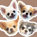6匹のチワワ｜多頭飼い｜MIKI