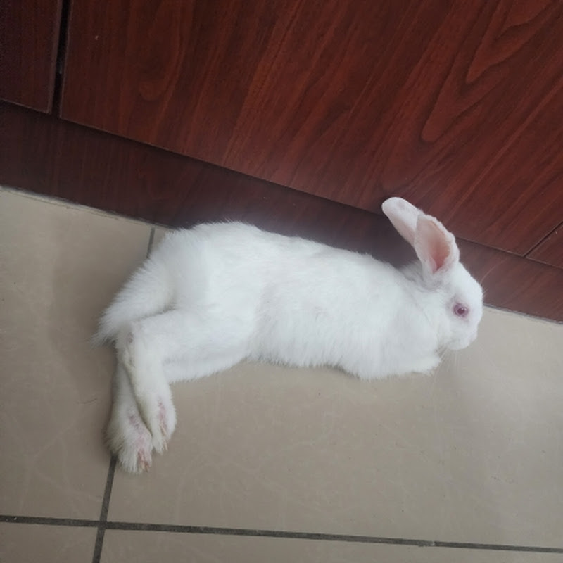Blossom The Rabbit
