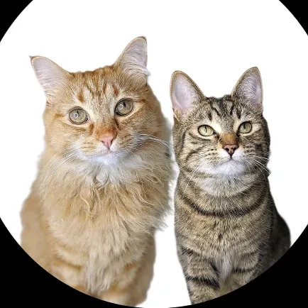 Gingi🐈 & Luna🐈‍⬛ & 3 Dogs