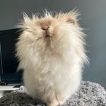Albus 🐰🇬🇧