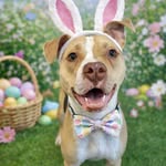 The Broome County Humane Society 🐶🐈