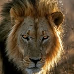 lion sightings in africa 🦁