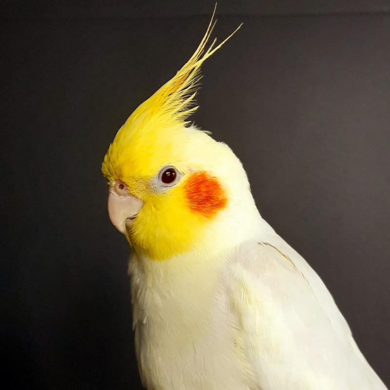 Lemon and the birds