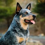 Cattle Dog