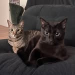 Yoda & Olulu
