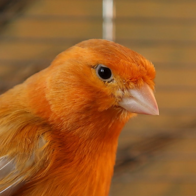 Tweety The Orange Bird