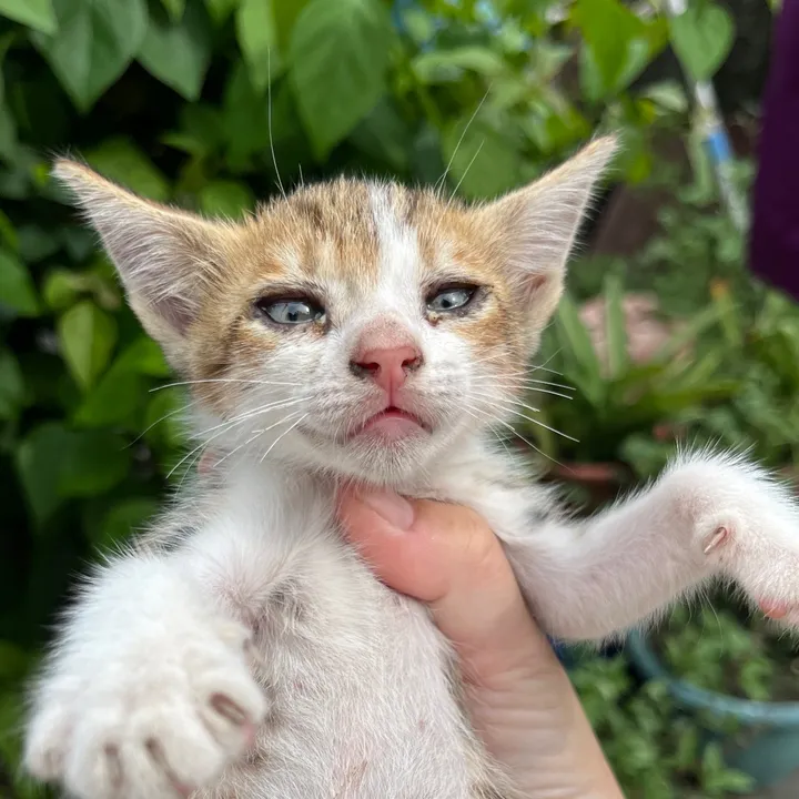 🐾 小咪寶