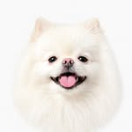 Zoe Pomeranian