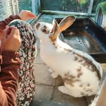 🇳🇱Charlie🐰💙💜🐰Floortje + Bella🐶💜💙🐶Bodi 🇳🇱