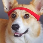 Pocky the Corgi 🐶 | Australia