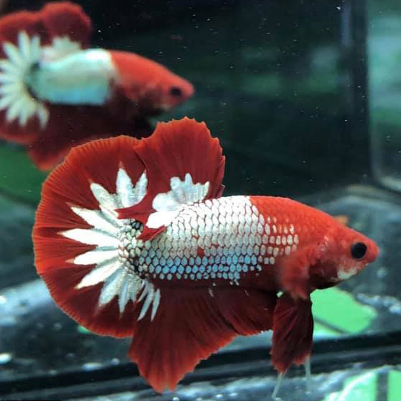 Silver Betta Tube