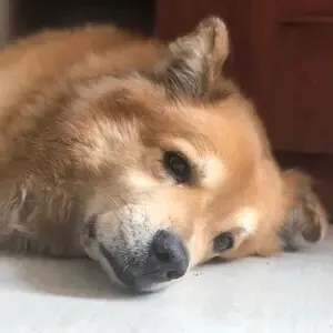 Chi.EXE🌱