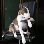 Bull Terrier