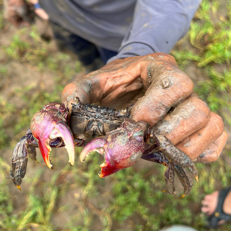 Giới Bến Tre